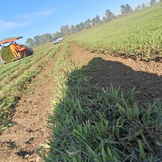 Berea Buffalo Kikuyu Royal Blue