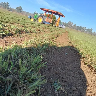 Berea Buffalo Kikuyu Royal Blue