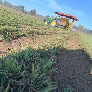 Berea Buffalo Kikuyu Royal Blue