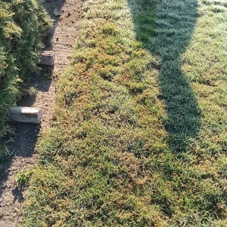 Berea Buffalo Kikuyu Royal Blue