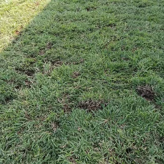 All Season Evergreen Grass