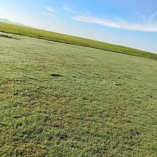 ALL SEASON EVERGREEN GRASS