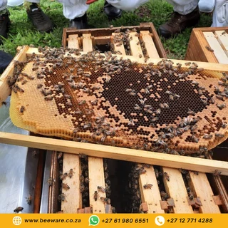 Catch Box – 6 Frame (Nuc box or Swarm box)