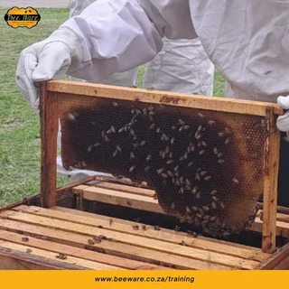 Beginner Beekeeping Course