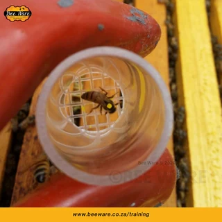 Intermediate Beekeeping Course