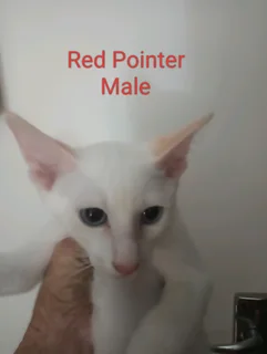 Siamese kitten&#39;s