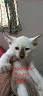 Siamese kitten&#39;s