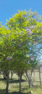 R20 Purple Jacaranda Deco Trees For Sale