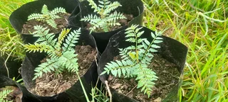 R20 Purple Jacaranda Deco Trees For Sale