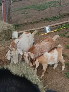 IVG Goats