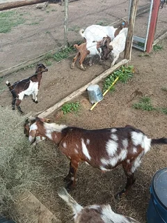 IVG Goats