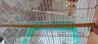 Bird cage