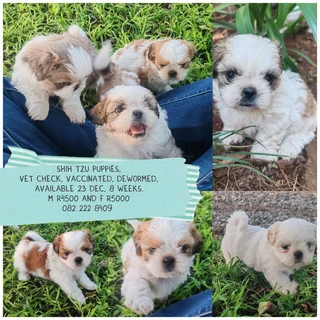 Shih Tzu puppies