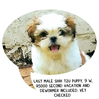 Shih Tzu puppies