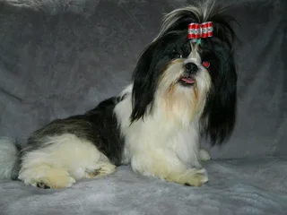 A vet checked, innoculated and dewromed male Shih Tzu ready for a new home