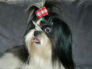 A vet checked, innoculated and dewromed male Shih Tzu ready for a new home