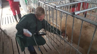Livestock ultrasound pregnancy scanner.