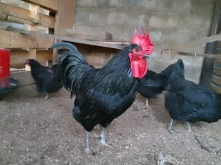 Black chicken