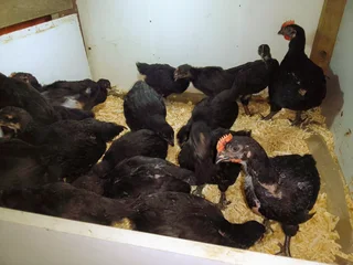 Black chicken