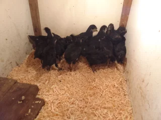 Black chicken