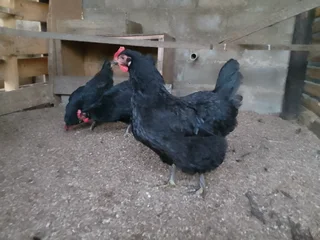Black chicken