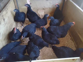 Black chicken