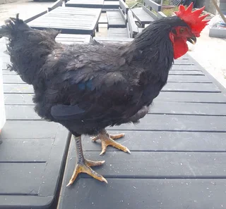 Black Rooster