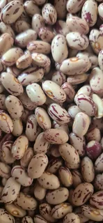Sugar beans for sale,bulk orders are welcome