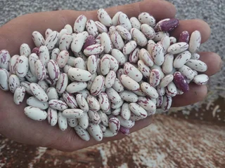 Sugar beans for sale,bulk orders are welcome