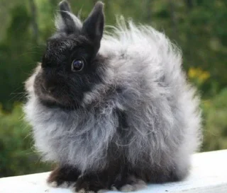 Looking for as jersey/angora male bunny