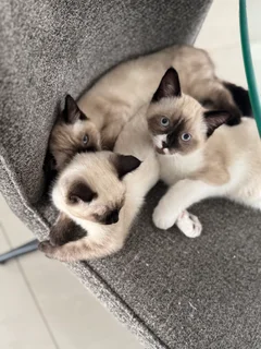 Kittens - Ad posted by The breeder