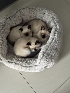 Kittens - Ad posted by The breeder