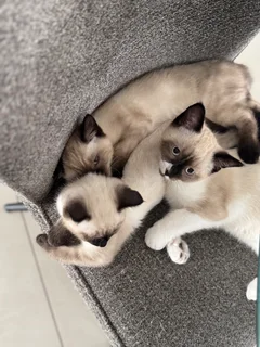 Kittens - Ad posted by The breeder