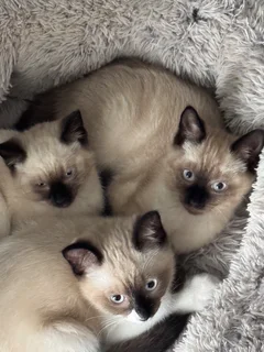 Kittens - Ad posted by The breeder