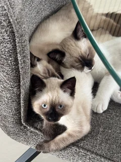 Kittens - Ad posted by The breeder