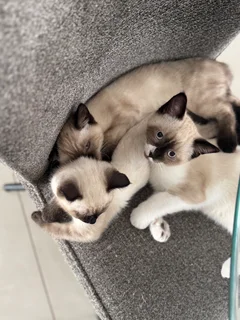 Kittens - Ad posted by The breeder
