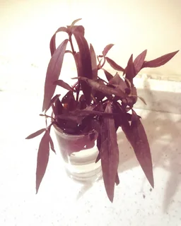 Aquatic plants for your tank and pond