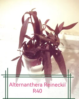 Aquatic plants for your tank and pond