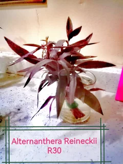 Aquatic plants for your tank and pond