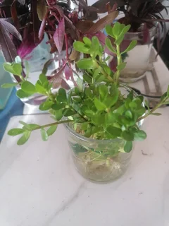 Aquatic plants for your tank and pond