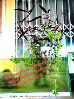 Aquatic plants for your tank and pond