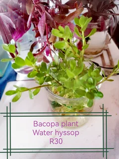 Aquatic plants for your tank and pond