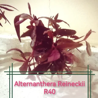 Aquatic plants for your tank and pond