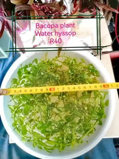 Aquatic plants for your tank and pond