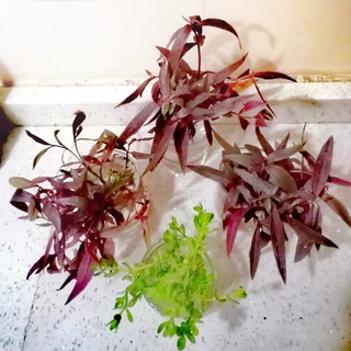 Aquatic plants for your tank and pond