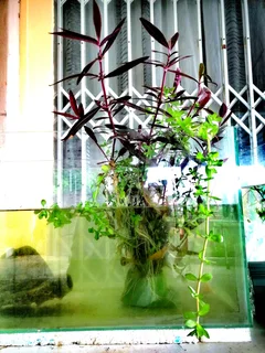 Aquatic plants for your tank and pond