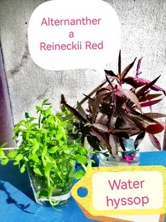 Aquarium / pond /, landscaping plants