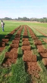 Roll on lawn grass supplies