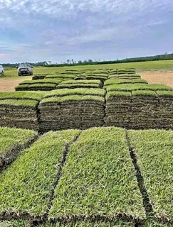 Roll on lawn grass supplies