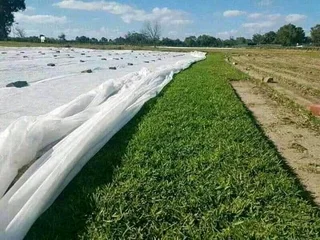 Fresh roll on lawn grass supplies